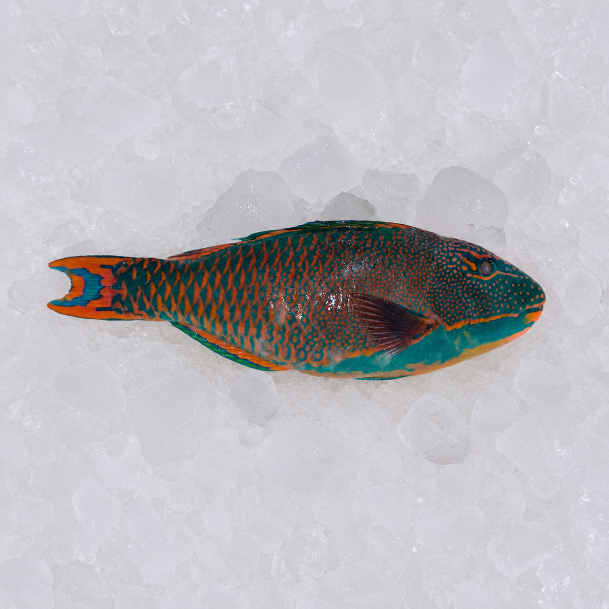 Ikan Kakatua image 2