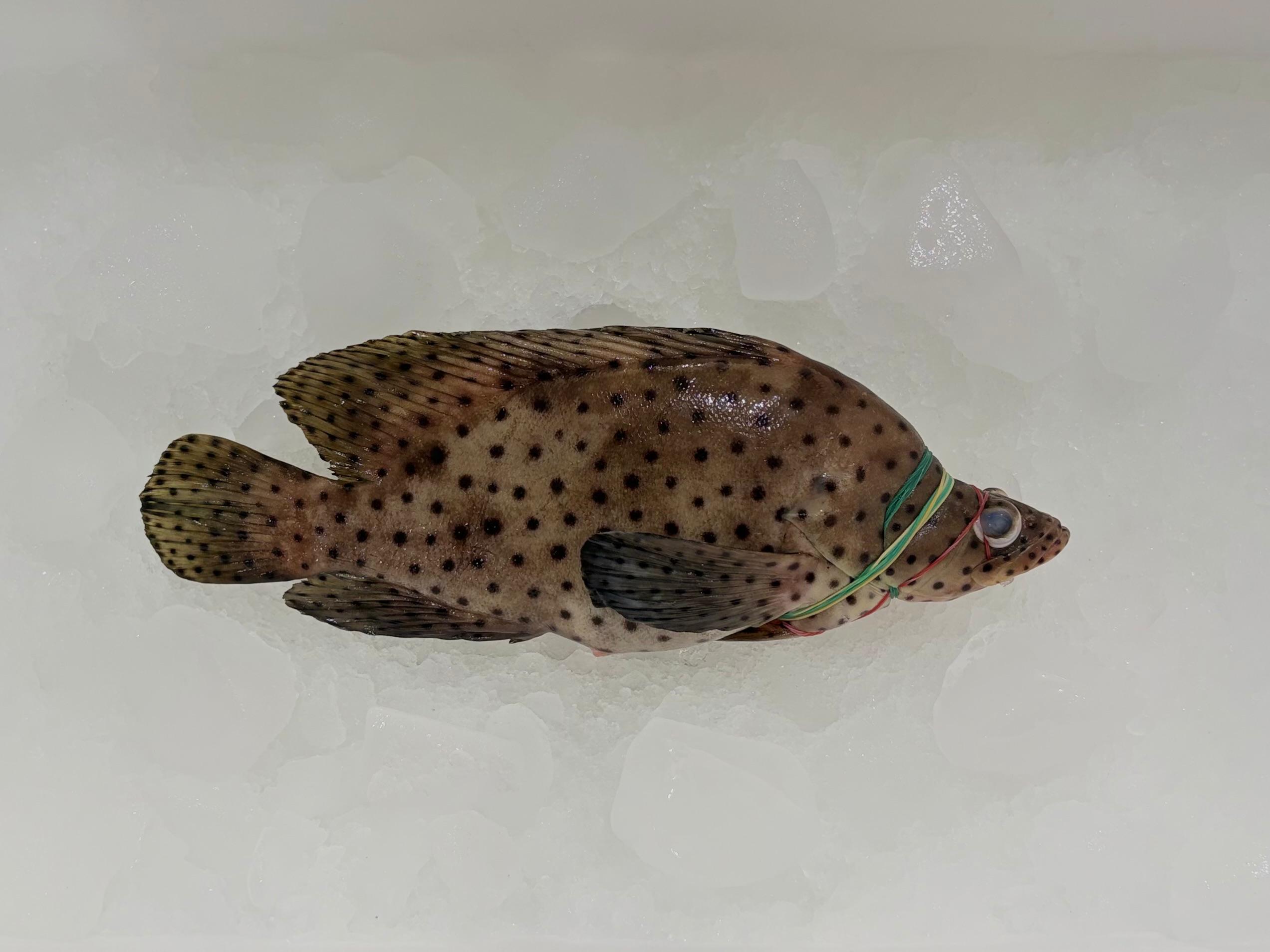 Kerapu Tikus
